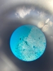 lamina_de_cebola_corada_com_azul_de_metileno_.jpg