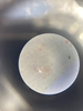lamina_de_cebola_sem_corante_.jpg